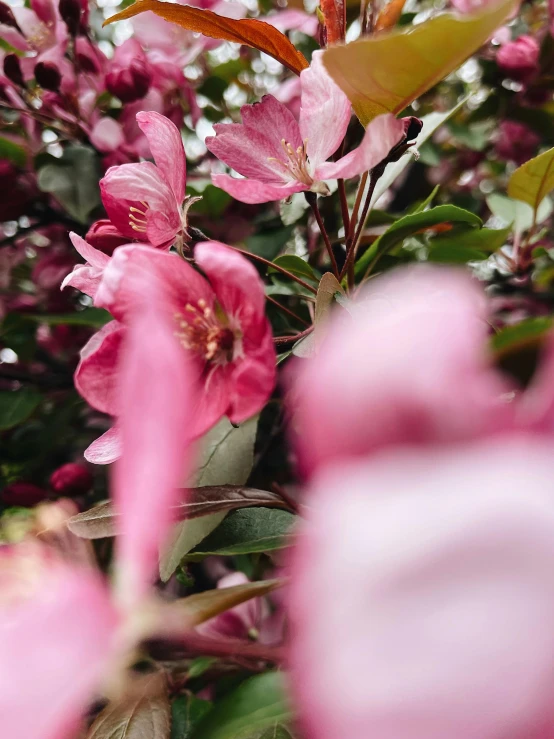 a close up of pink flowers on a tree, wrapped in flowers, lush plants and flowers, zoomed in, uncropped