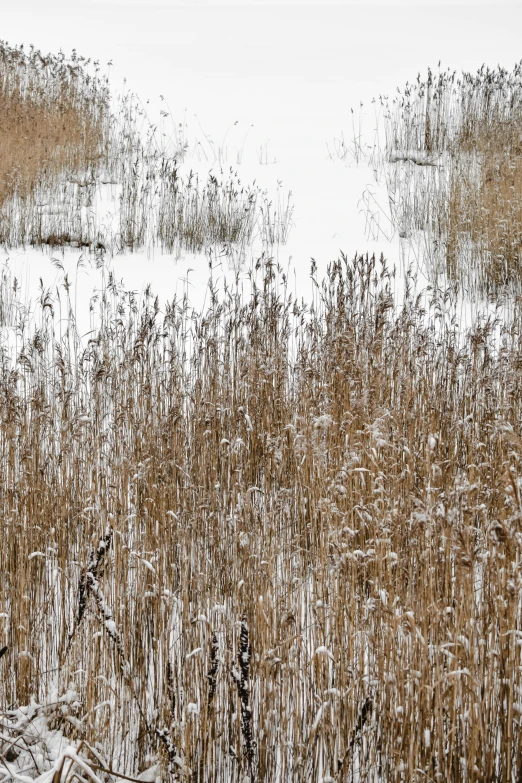 a fire hydrant sitting in the middle of a snow covered field, inspired by Arthur Burdett Frost, lyrical abstraction, phragmites, shades of gold display naturally, tall grown reed on riverbank, panorama