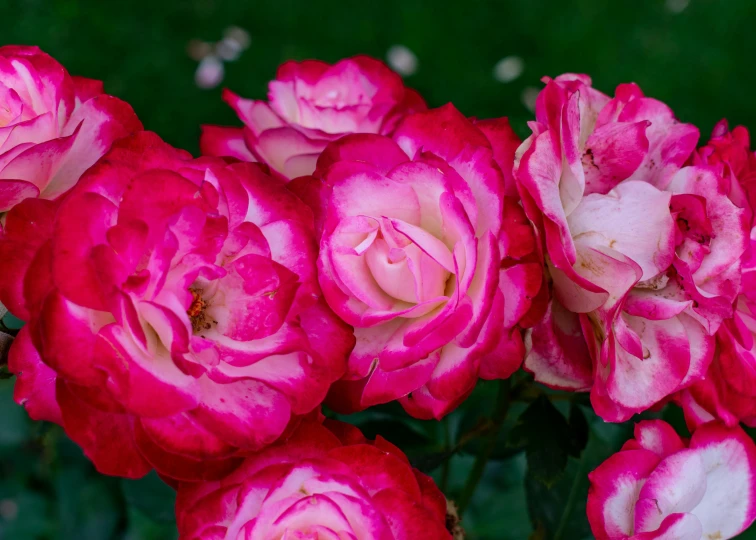 a close up of a bunch of pink flowers, inspired by William MacTaggart, pexels contest winner, white and red roses, tie-dye, rich deep pink, prima ballerina in rose garden