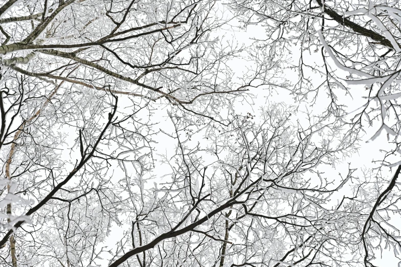 a group of trees that are covered in snow, a stipple, fractal veins, white ceiling, demur, on white