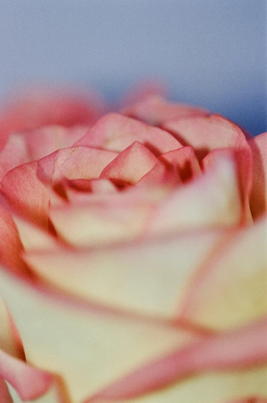 a close up of a pink rose on a table, a macro photograph, by Justin Sweet, romanticism, portra 8 0 0 ”, deep colour\'s, multicoloured, cream