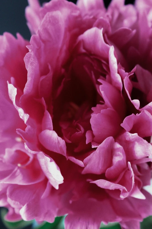 a close up of a pink flower in a vase, black peonies, vibrantly lush, over-the-shoulder shot, glazed