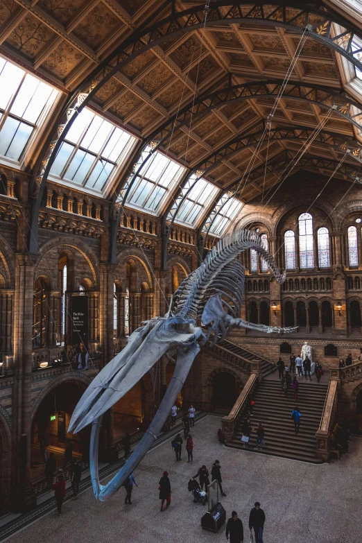 a large blue whale hanging from the ceiling of a building, dark majestic ornate great hall, dinosaur bone, unsplash contest winning photo, mary anning