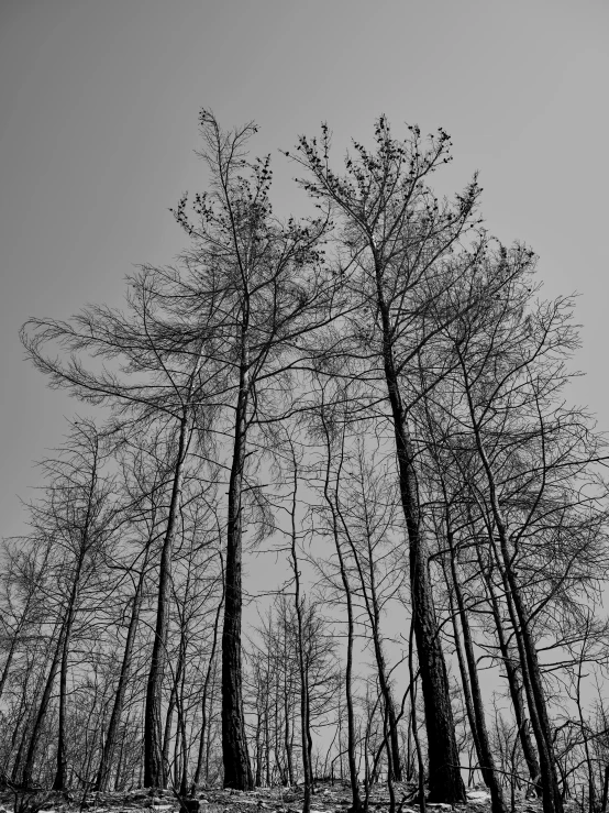 a black and white photo of a forest, by Tadeusz Makowski, land art, with branches! reaching the sky, early spring, pyromallis rene maritte, tall cypress trees