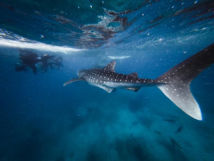 a couple of people swimming next to a whale, by Charlotte Harding, pexels contest winner, underwater with coral and fish, back shark fin, blue scales with white spots, grey