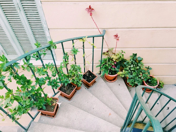 a set of stairs with potted plants on each of them, inspired by Elsa Bleda, pexels contest winner, green and red plants, lo fi colors, al fresco, promo image