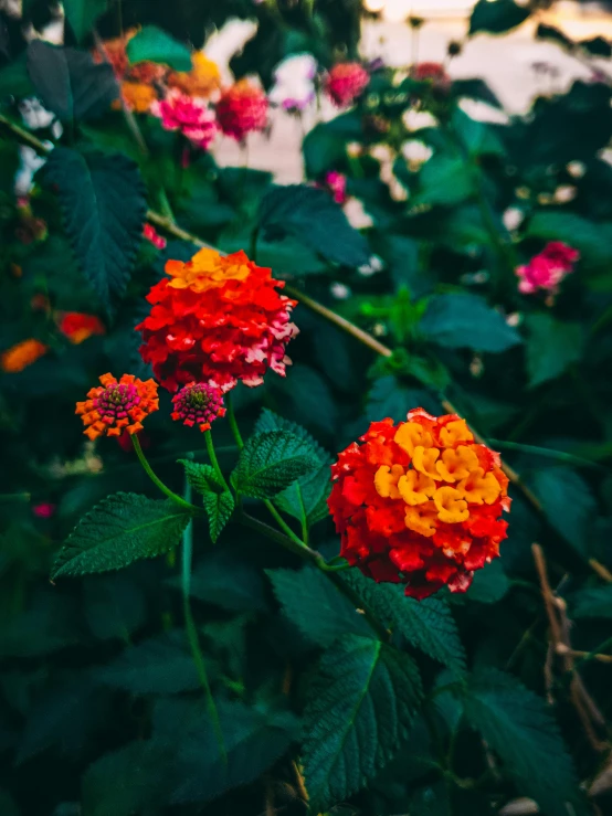 a bunch of flowers sitting on top of a lush green field, a colorized photo, unsplash, red and orange colored, instagram post, color image, heavily ornamental