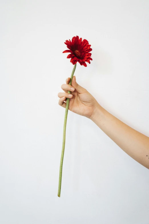 a hand holding a red flower against a white wall, inspired by Robert Mapplethorpe, unsplash, single long stick, chrysanthemum, model pose, large tall