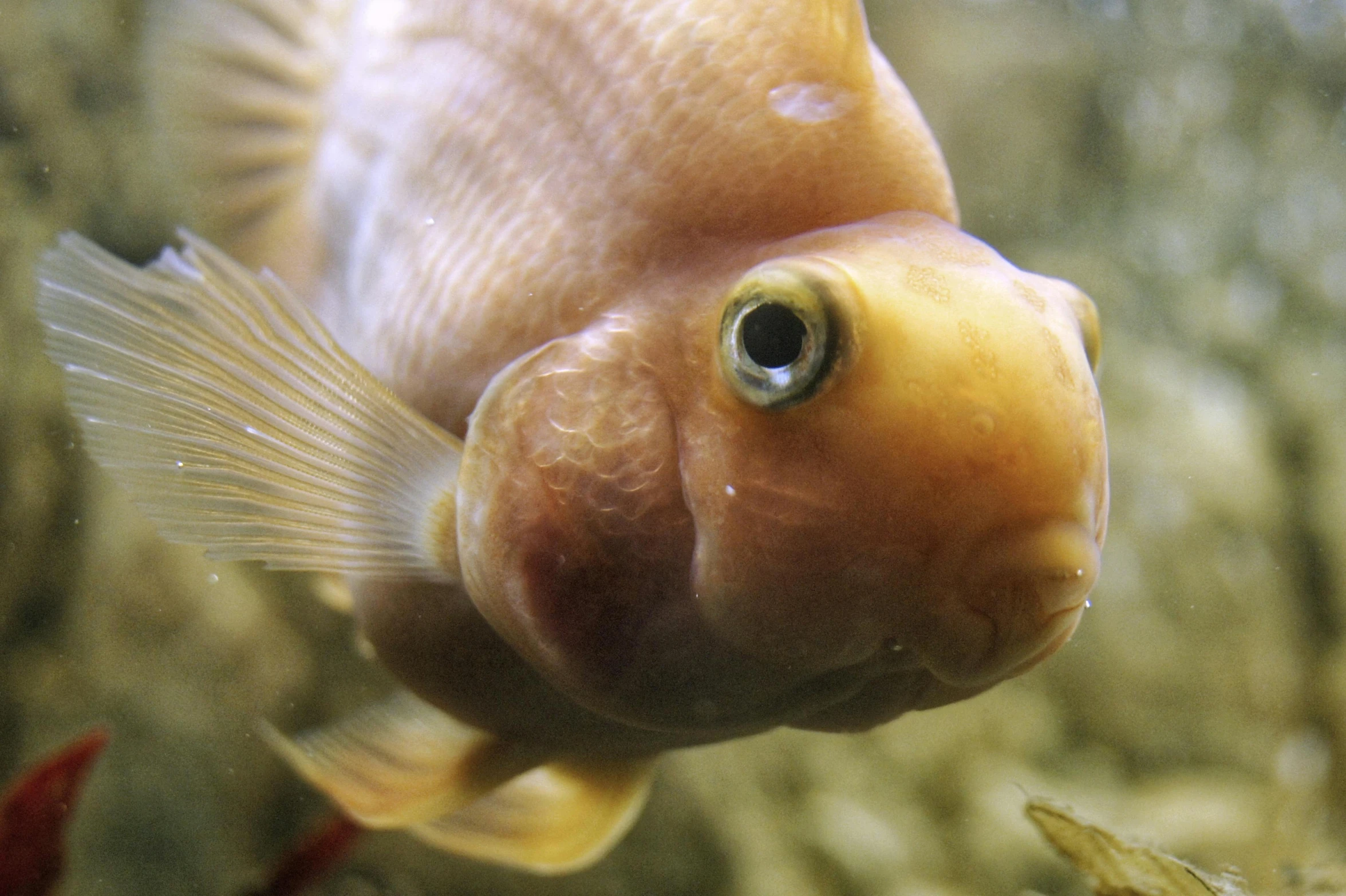 a close up of a fish in a tank, a screenshot, unsplash, bumpy nose, orange head, grain”