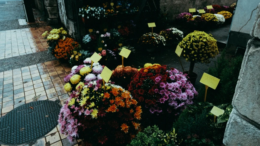 a bunch of flowers that are outside of a building, a colorized photo, by Attila Meszlenyi, trending on unsplash, vanitas, market stalls, taken in the early 1990s, during autumn, chrysanthemum