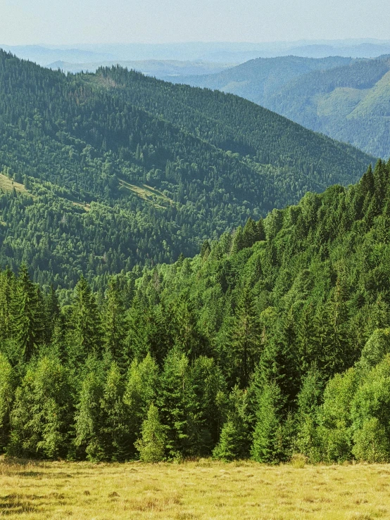 a herd of cattle grazing on top of a lush green hillside, inspired by Ivan Shishkin, pexels contest winner, tall pine trees, sustainable materials, carpathian mountains, trees in foreground