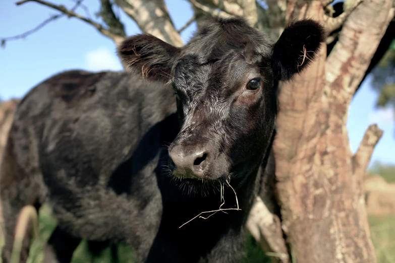 a black cow standing next to a tree, a portrait, by Julian Hatton, unsplash, pbr, young female, closeup 4k, ready to eat