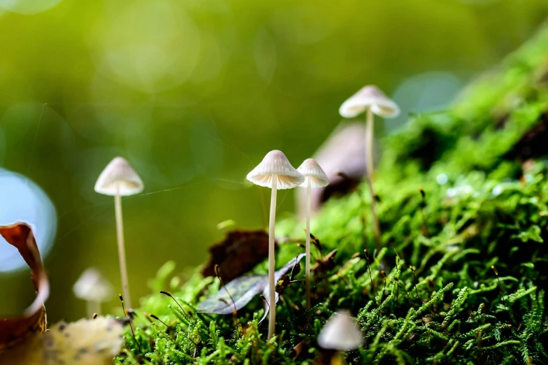 a group of mushrooms sitting on top of a moss covered forest, a macro photograph, by Jesper Knudsen, unsplash, mushroom umbrella, slide show, glossy surface, tiny faeries