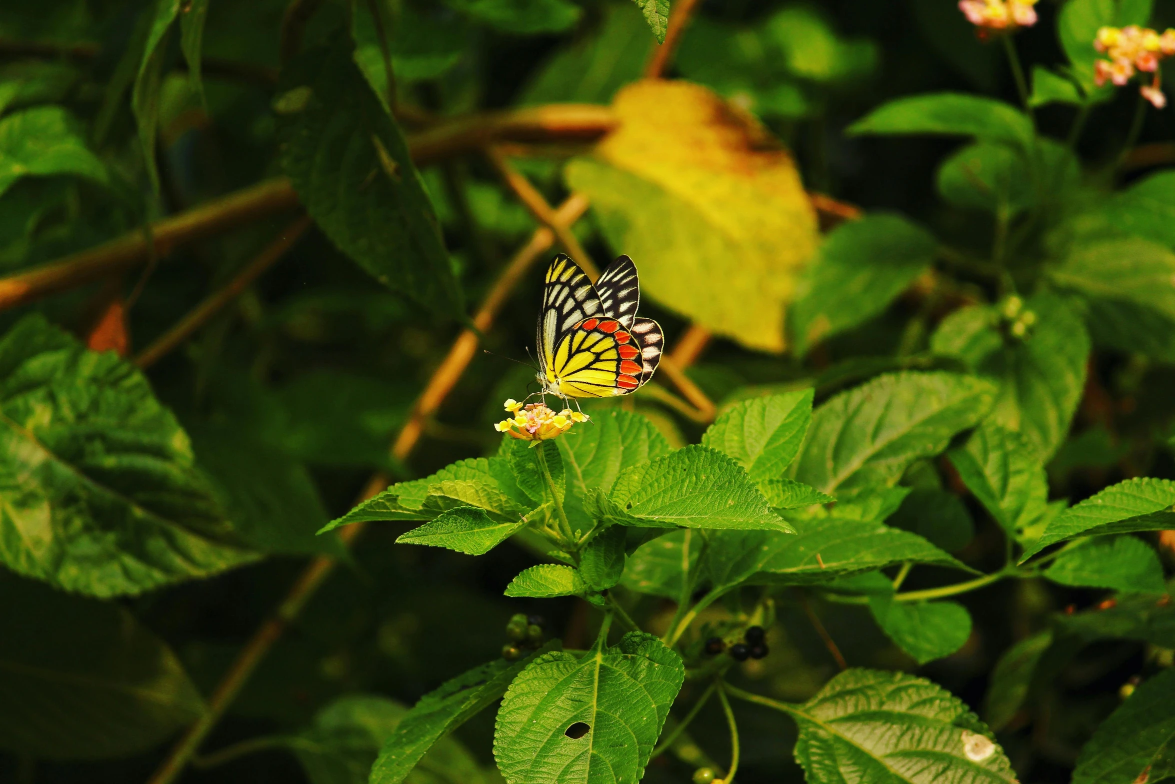 a close up of a butterfly on a flower, by Basuki Abdullah, unsplash, multicolored weed leaves, green and yellow, low quality photo, high angle shot