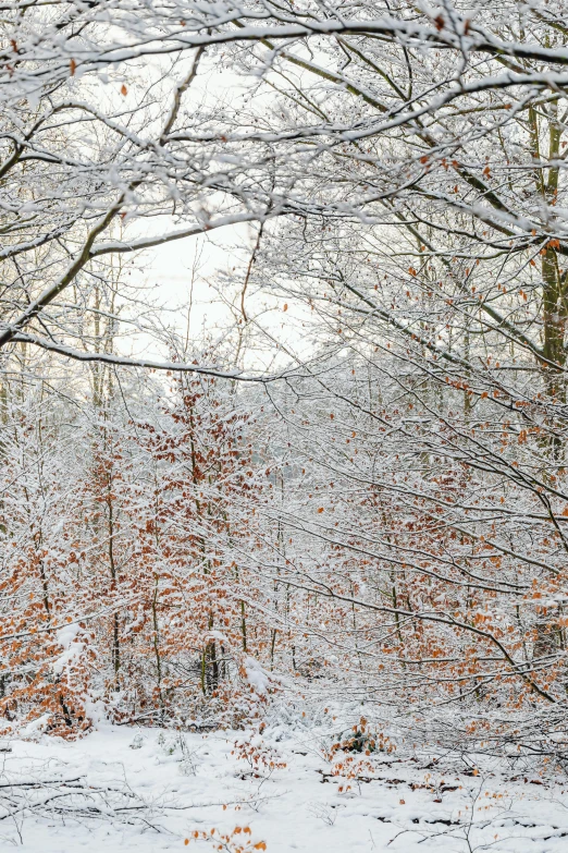 a red fire hydrant sitting in the middle of a snow covered forest, a photo, inspired by Edward Willis Redfield, gray and orange colours, as seen from the canopy, slide show, multicoloured