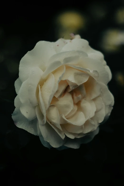 a single white rose on a black background, a picture, inspired by Elsa Bleda, unsplash, with soft bushes, paul barson, high angle close up shot, low quality photo