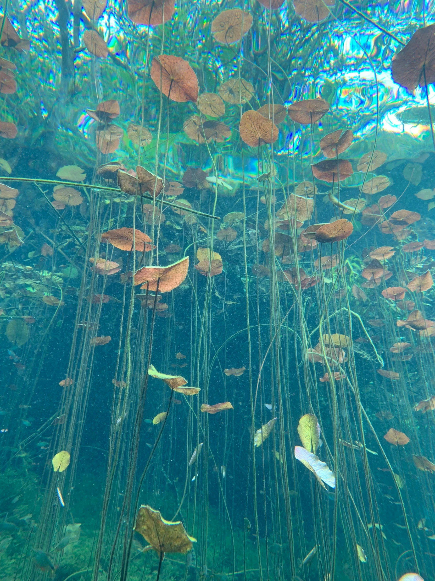 a body of water filled with lots of water plants, suspended underwater, spores floating in the air, animal kingdom, photo taken in 2 0 2 0