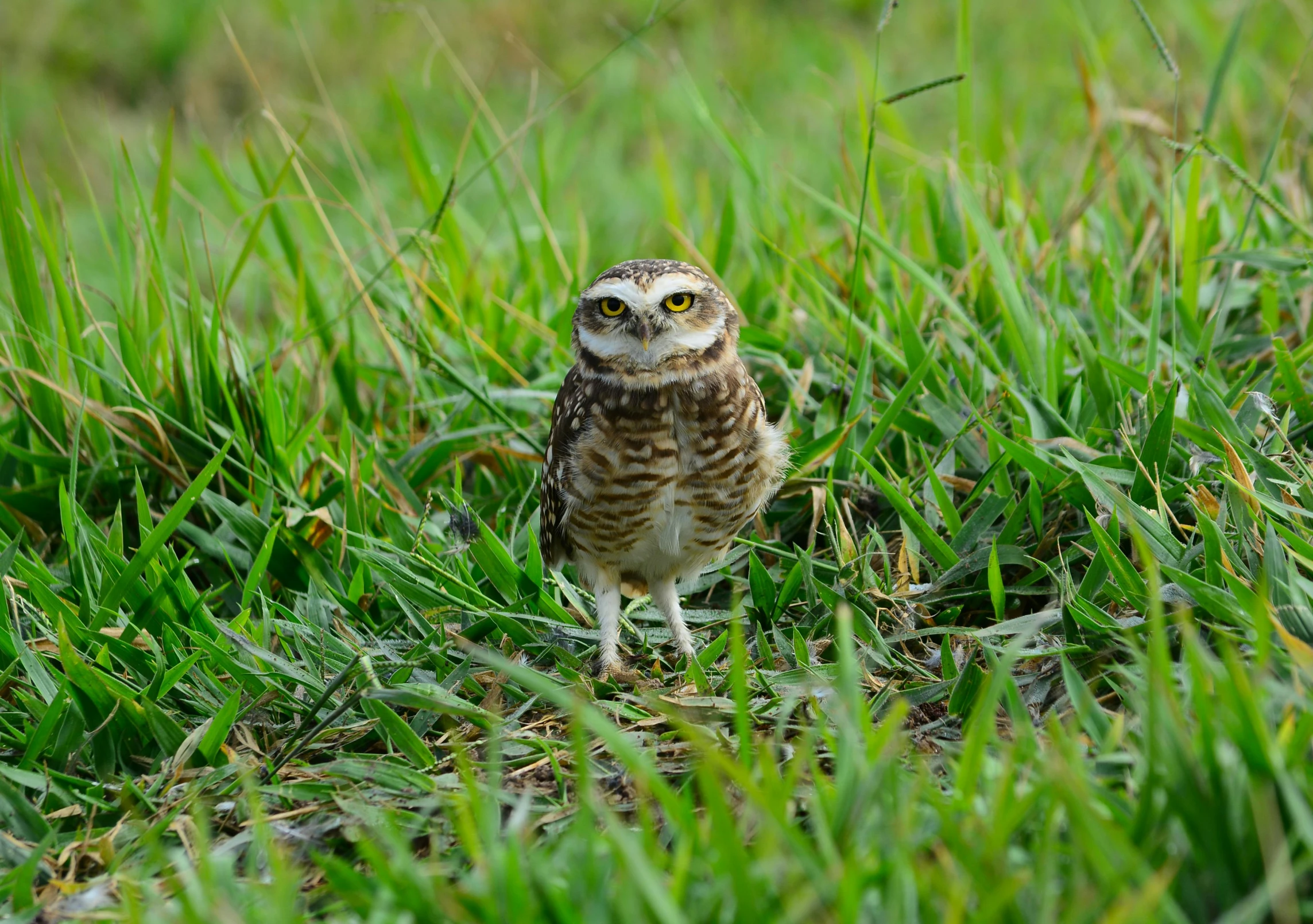 a small owl standing on top of a lush green field, birds are all over the ground, spectacled, promo image, low iso