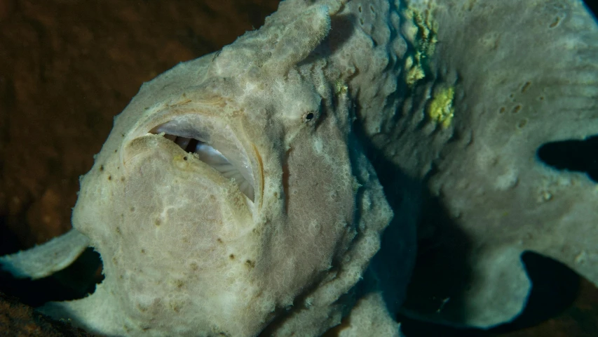 a close up of a fish with it's mouth open, unsplash, rotting clay skin, coxcomb, underwater statues, looking backwards