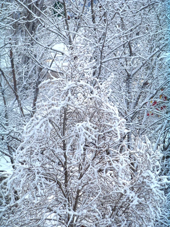 a group of people riding skis down a snow covered slope, a photo, inspired by Edward Willis Redfield, forest. white trees, closeup!!!!!, highly detailed # no filter, back yard