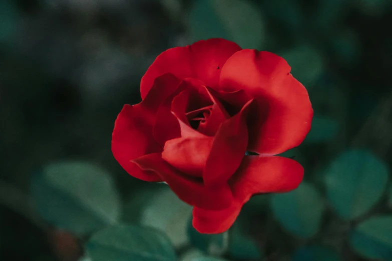 a red rose with green leaves in the background, pexels contest winner, paul barson, maroon red, manuka, the color red