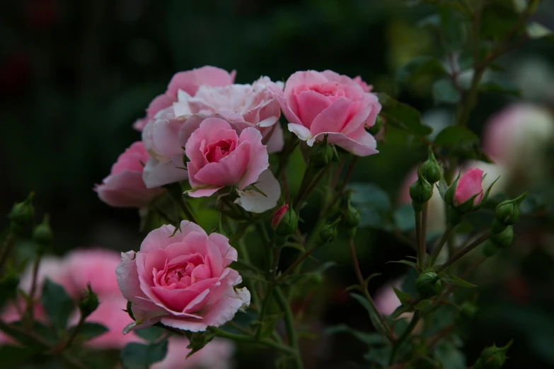 a close up of a bunch of pink roses, by Gwen Barnard, unsplash, paul barson, slide show, flowers and foliage, after rain