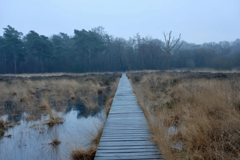 a wooden walkway in the middle of a swamp, a picture, by Jan Pynas, unsplash, land art, slight overcast, esher, van, blue