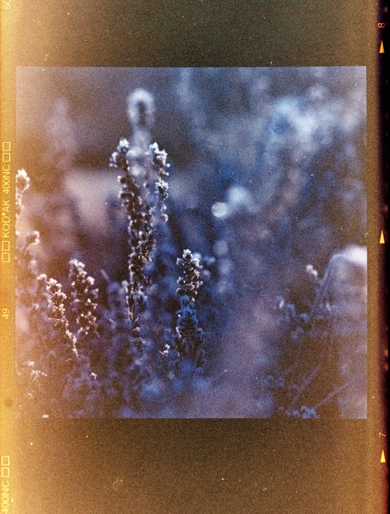 a close up of a plant with frost on it, a polaroid photo, inspired by Elsa Bleda, unsplash, color field, lavender flowers, cinematic blue and gold, photographed on damaged film, salvia