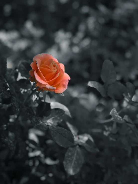 a single orange rose in a black and white garden, pexels contest winner, red selective coloring, pink, grey, low quality photo