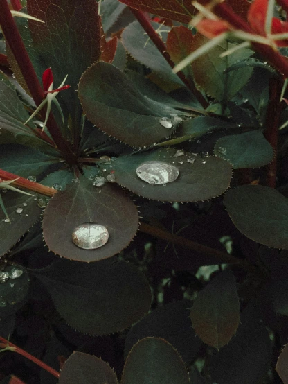 a close up of a plant with water droplets on it, inspired by Elsa Bleda, unsplash contest winner, photorealism, coin, ✨🕌🌙, photographed on expired film, embedded with gemstones