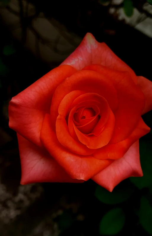 a close up of a red rose with green leaves, by Andor Basch, pexels, paul barson, very orange, deep colour\'s