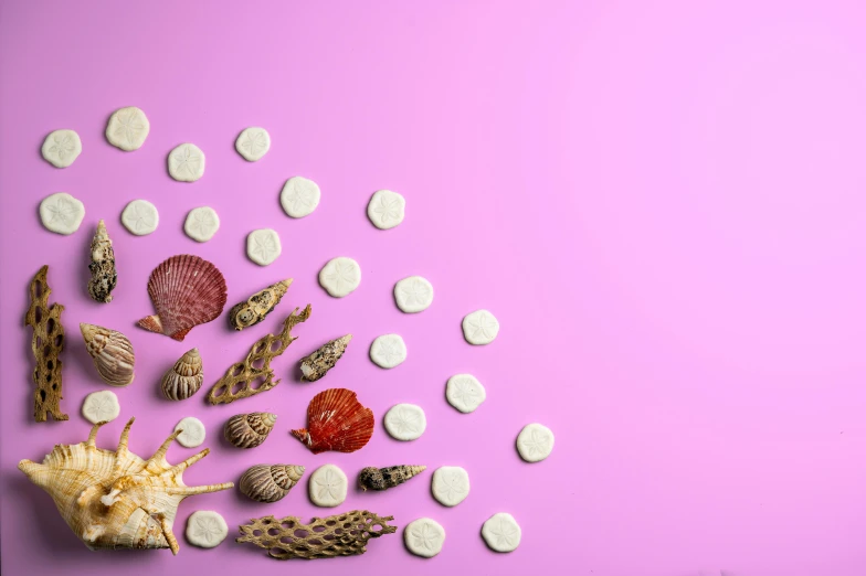 shells and seashells on a pink background, by Andries Stock, pexels contest winner, process art, snacks, background image, white and purple, 15081959 21121991 01012000 4k