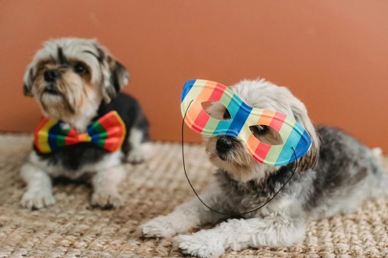 a couple of dogs laying on top of a rug, pexels contest winner, bauhaus, masquerade mask, rainbow accents, bow tie, shih tzu