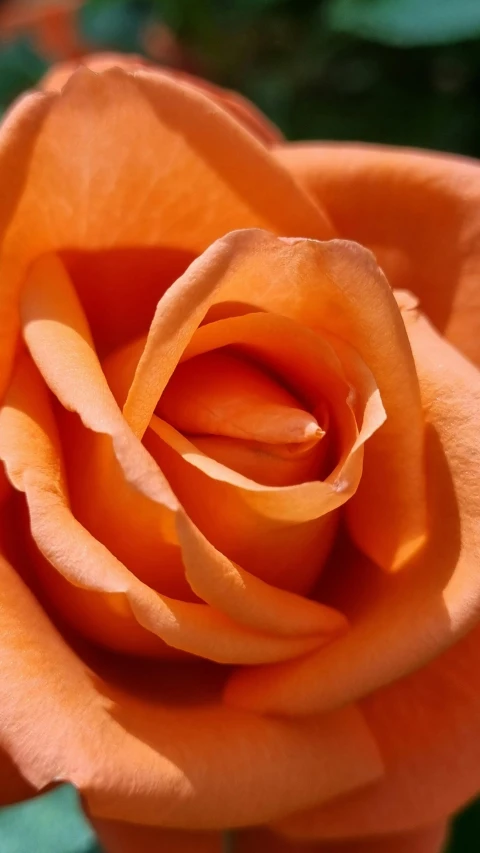 a close up of an orange rose on a plant, slide show, no cropping, paul barson, close-up from above