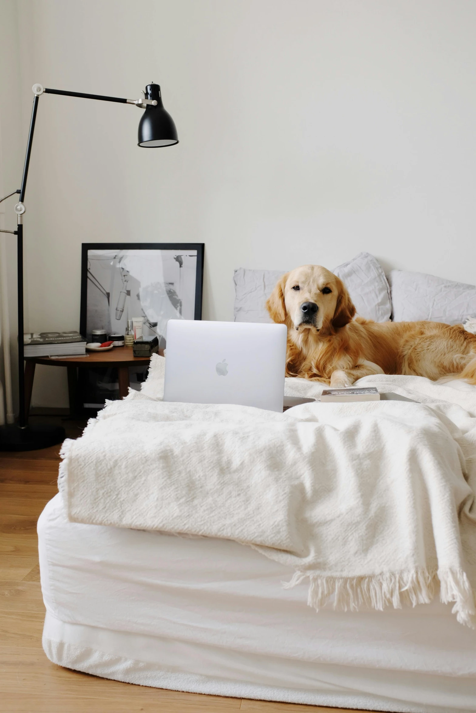 a dog laying on a bed with a laptop, by Carey Morris, pexels, dwell, furnished room, white, a blond