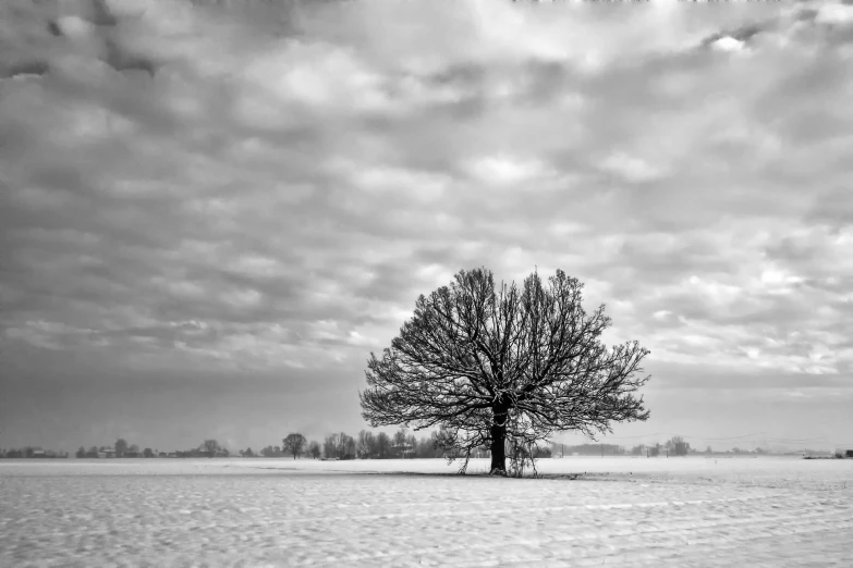 a lone tree in the middle of a snow covered field, a black and white photo, by Matthias Weischer, pexels contest winner, big oak trees, from wheaton illinois, scene!!, real photo