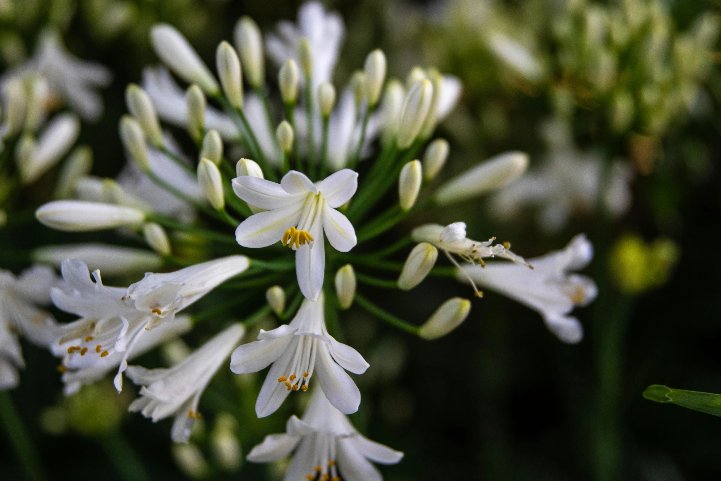 a close up of a bunch of white flowers, a macro photograph, by Carey Morris, unsplash, hurufiyya, exotic lily ears, glossy flecks of iridescence, green and white, shot on sony a 7 iii