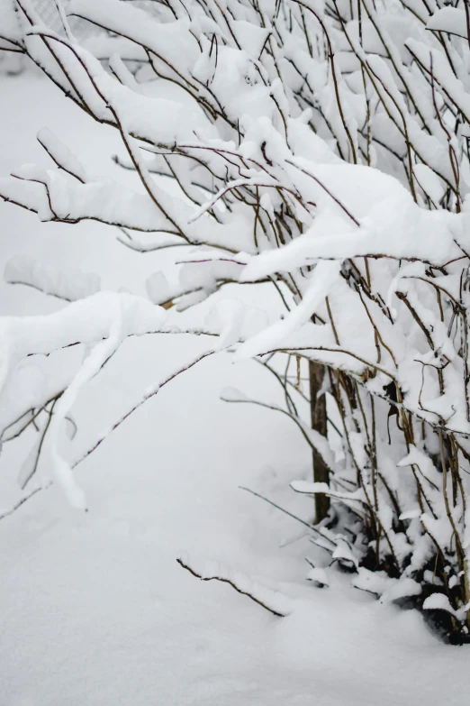 a fire hydrant covered in snow next to a bush, by Peter Churcher, process art, tree branches intertwine limbs, detail shot, snowy apennines, photograph taken in 2 0 2 0