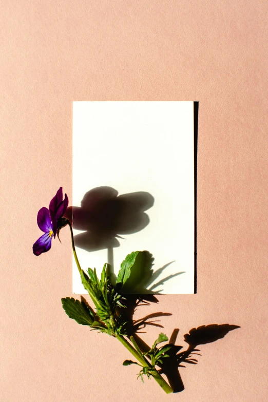 a flower that is sitting in a vase, a polaroid photo, inspired by Robert Mapplethorpe, unsplash, postminimalism, consist of shadow, a paper cutout garden, sunbathed skin, greeting card