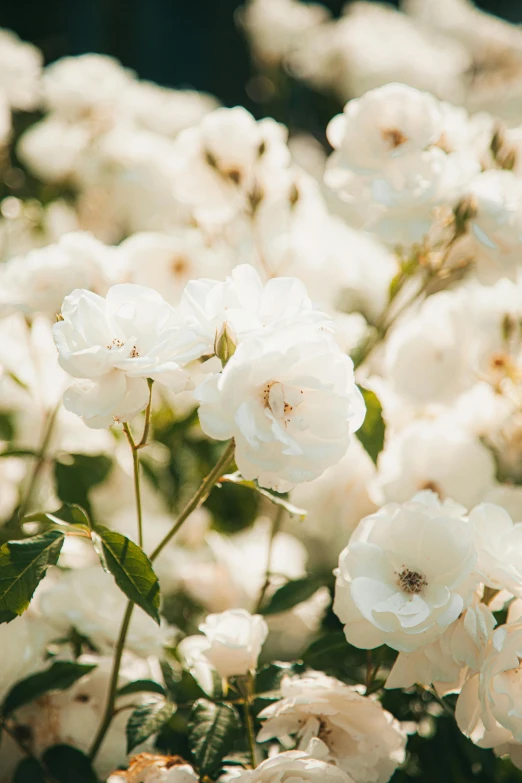 a bunch of white flowers sitting on top of a lush green field, trending on unsplash, romanticism, pastel roses, background image, porcelain skin ”