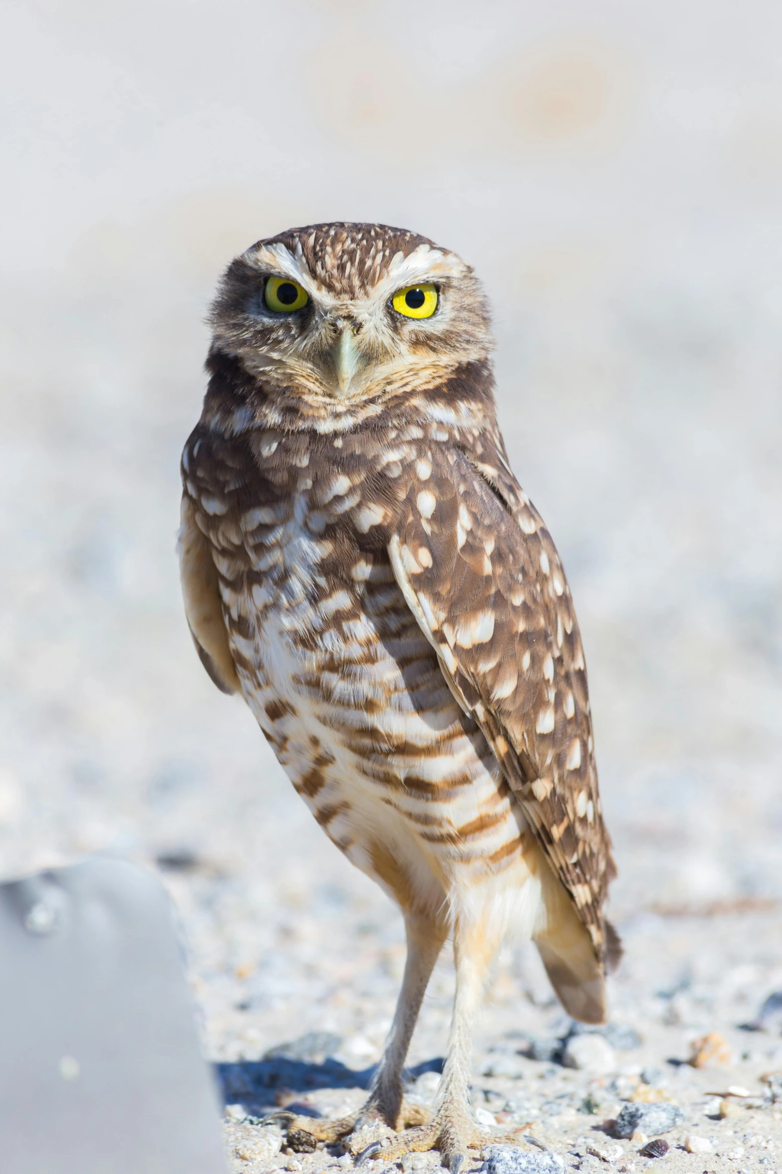 a small owl standing on top of a sandy ground, a portrait, by Greg Rutkowski, shutterstock contest winner, half length shot, spotted, knee, male