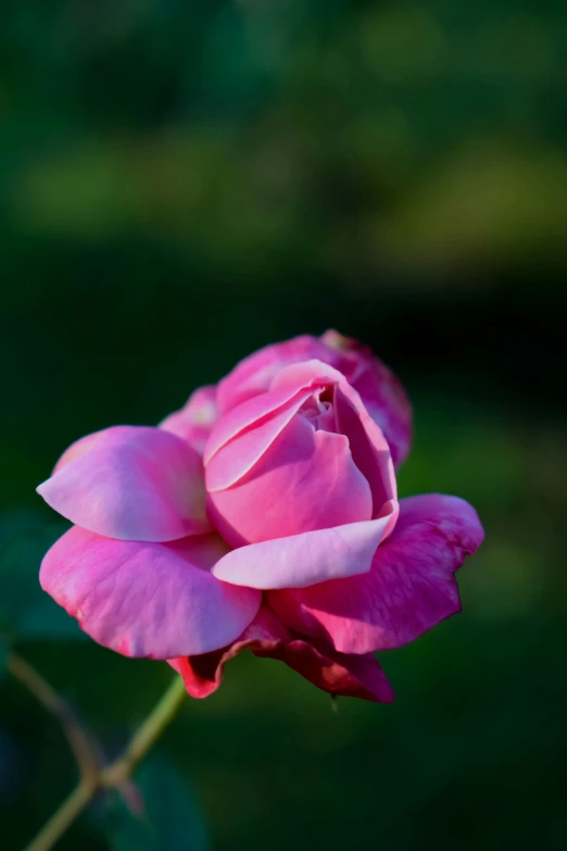 a pink rose sitting on top of a lush green field, paul barson, photograph, color ( sony a 7 r iv, dim lit