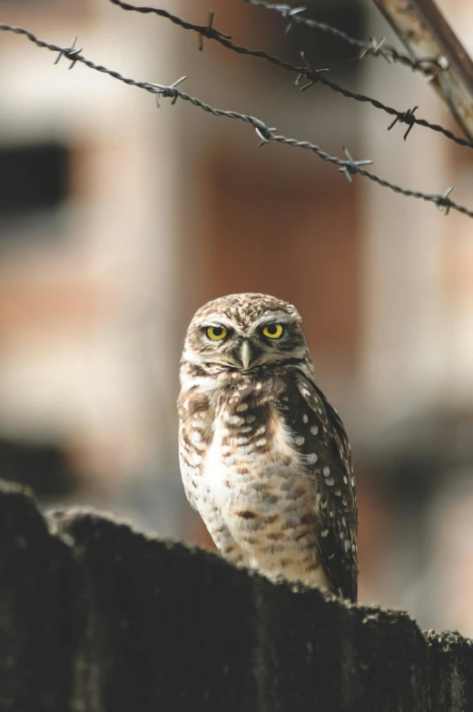 a small owl sitting on top of a wooden fence, perched on a rock, promo image, multiple stories, canvas