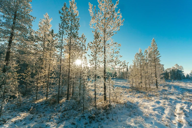 the sun is shining through the trees in the snow, inspired by Einar Hakonarson, unsplash, hurufiyya, sunny day with clear sky, taiga, frost, trees in foreground