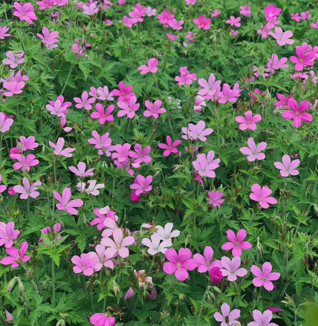 a field full of pink and white flowers, 'groovy', soft shade, pitt, single