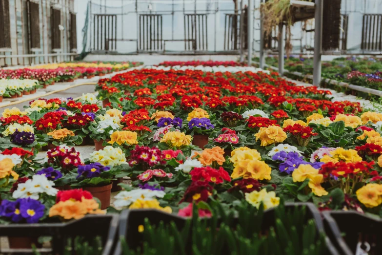 a greenhouse filled with lots of colorful flowers, unsplash, bauhaus, fan favorite, in a row, bed of flowers on floor, high quality product image”