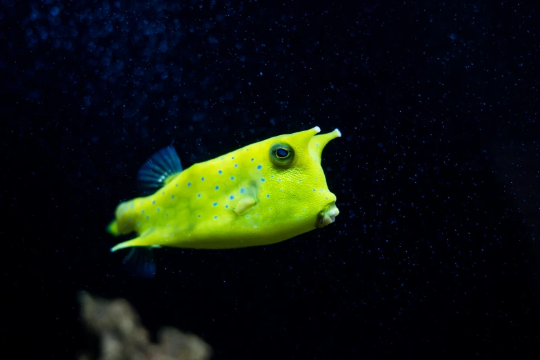 a yellow fish that is floating in the water, pointy nose, fluorescent spots, instagram picture, getty images