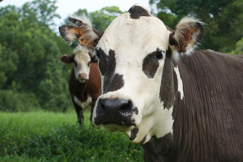 a brown and white cow standing on top of a lush green field, close - up photograph, 2 animals, square nose, no cropping