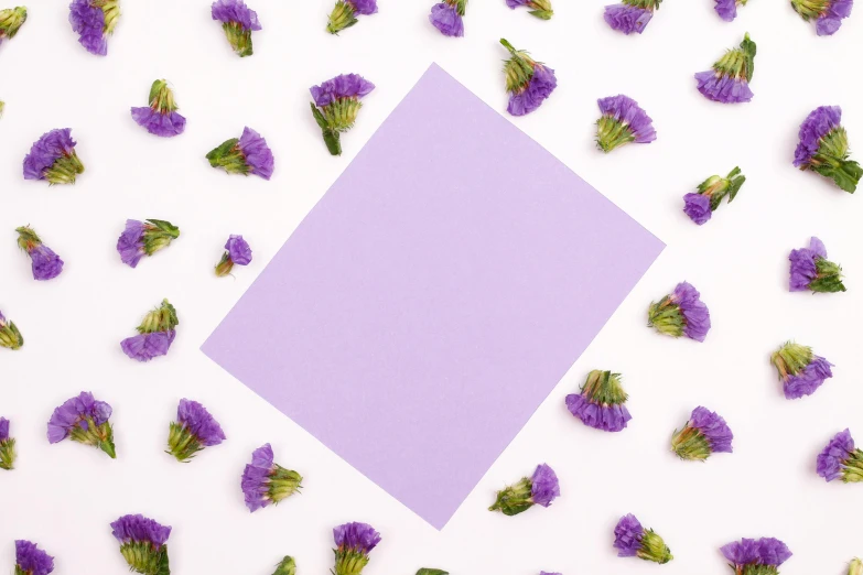 a square purple paper surrounded by purple flowers, postminimalism, background image, scattered props, white background : 3, listing image