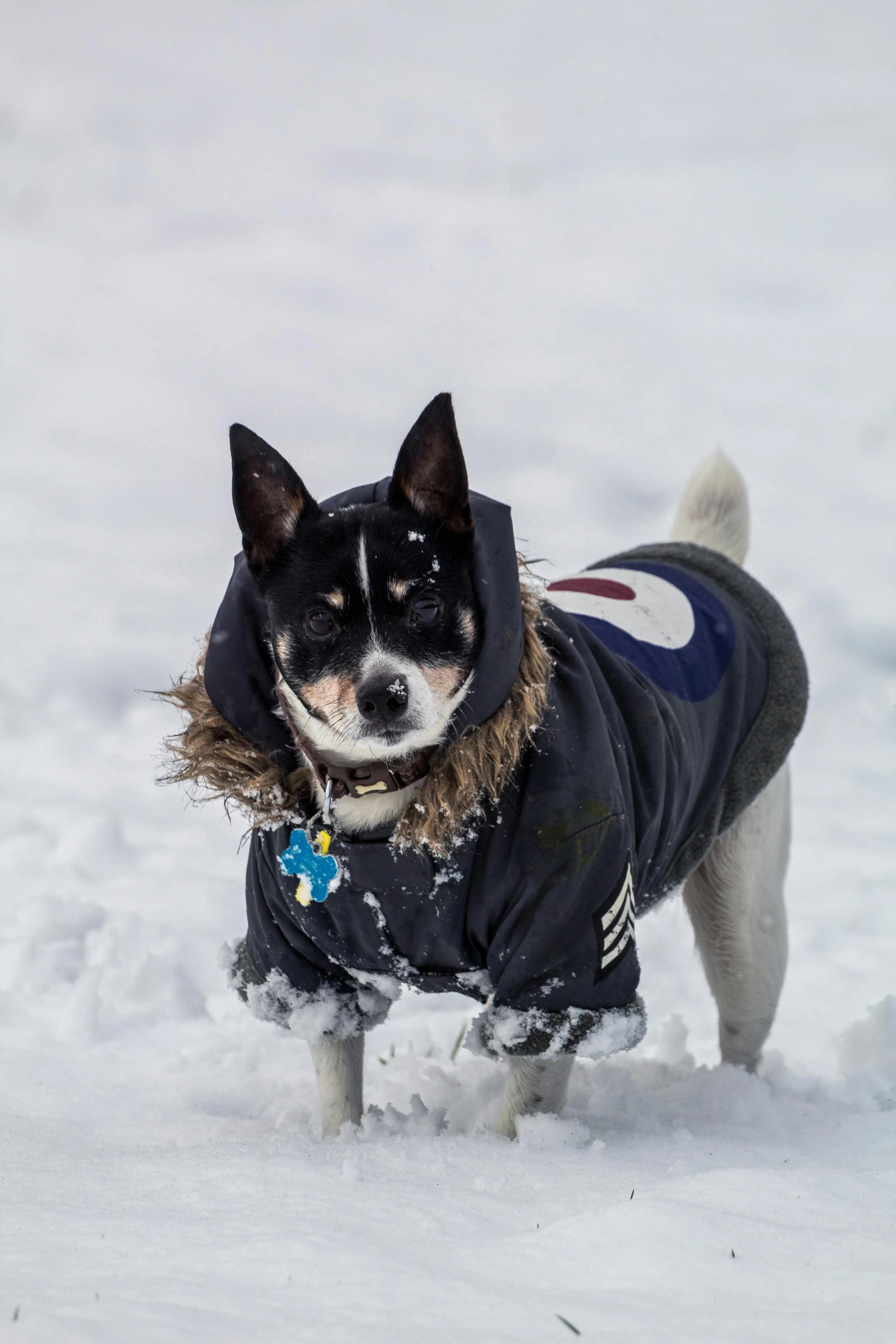 a dog wearing a jacket in the snow, taken in 2022, fan favorite, corgi cosmonaut, grey